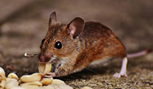 24 Hour & Emergency Exterminators in Palisades Pk, NJ